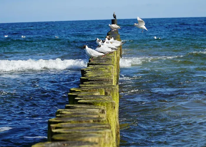 44 Dominikana シャノジェンティ